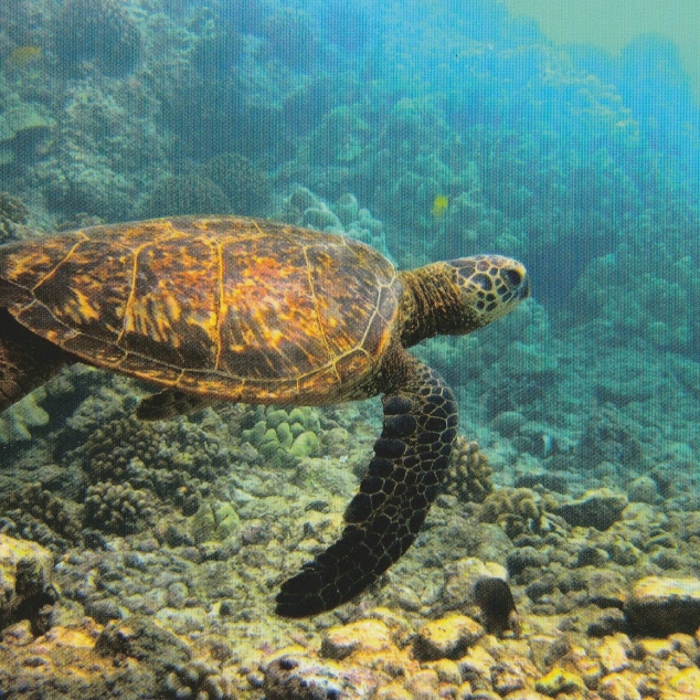 Ansichtkaart Zee Schildpad